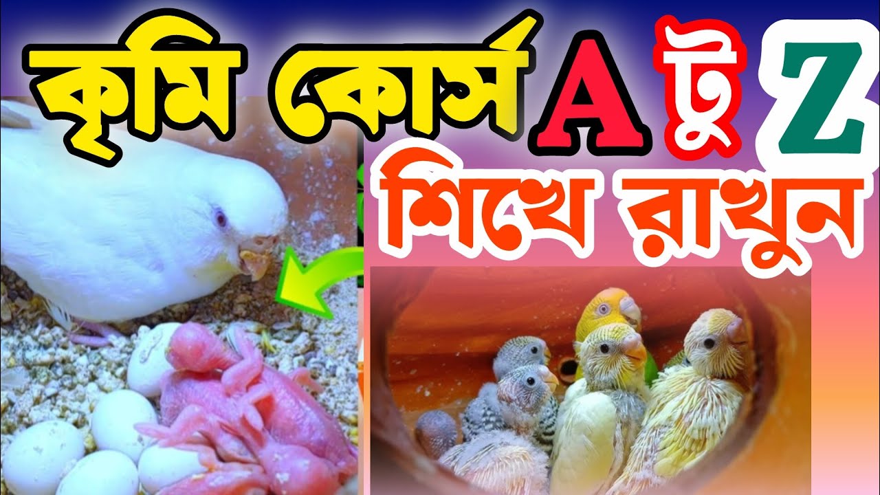পাখির কৃমি কোর্স কিভাবে করাবেন❓ | সঠিক নিয়ম ও সতর্কতা✅ New video 2026 