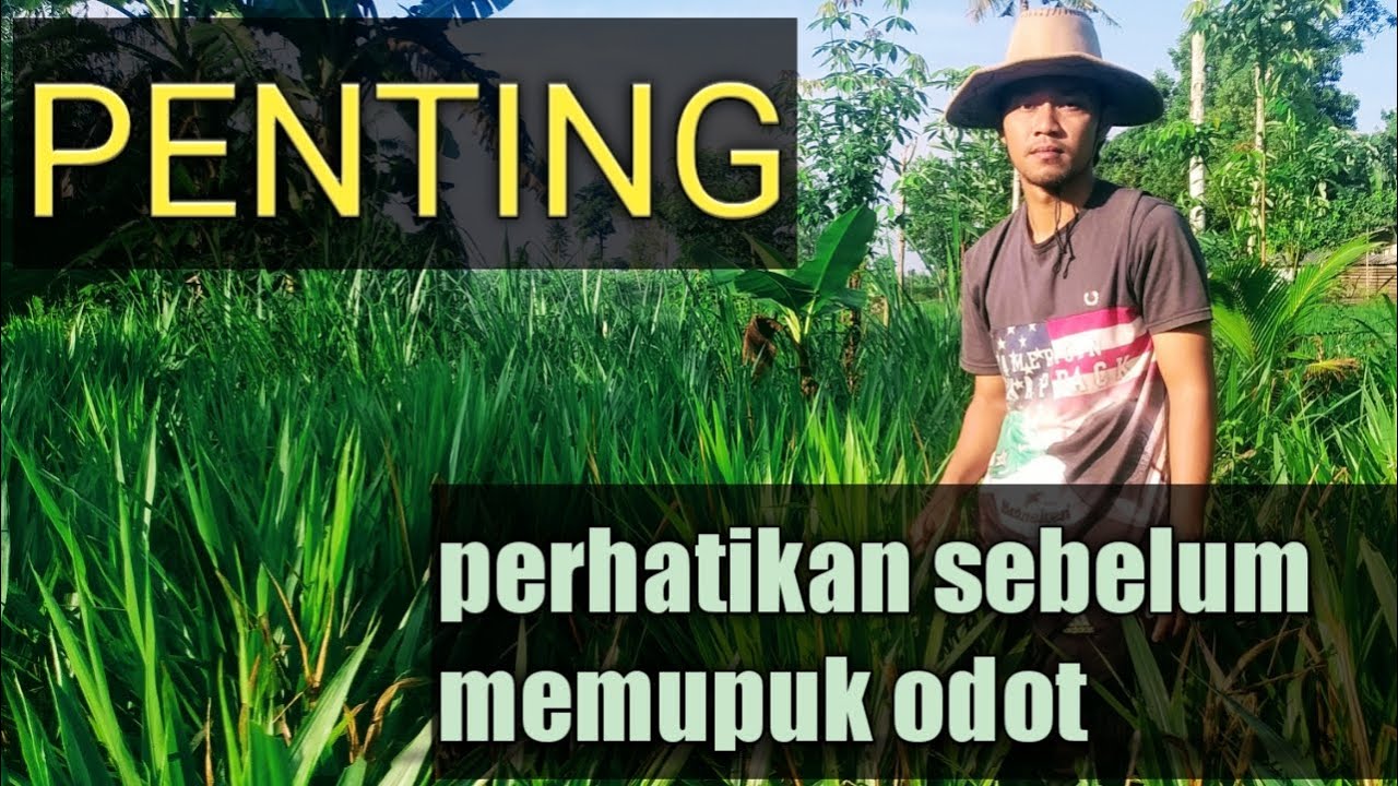 cara memupuk rumput odot yang benar.#bhaktimandirifarm #rumputodot