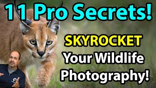 11 Quick Pro Secrets To Supercharge Your Wildlife Photography