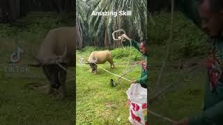 Amazing Skill, Cara Ikat Mulut Banteng