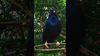 Rare Bowerbird Building Nest  To Attract Females
