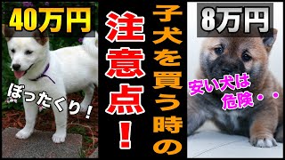 子犬の値段が違う理由 安い犬って大丈夫 甲斐犬 日本犬 Youtube