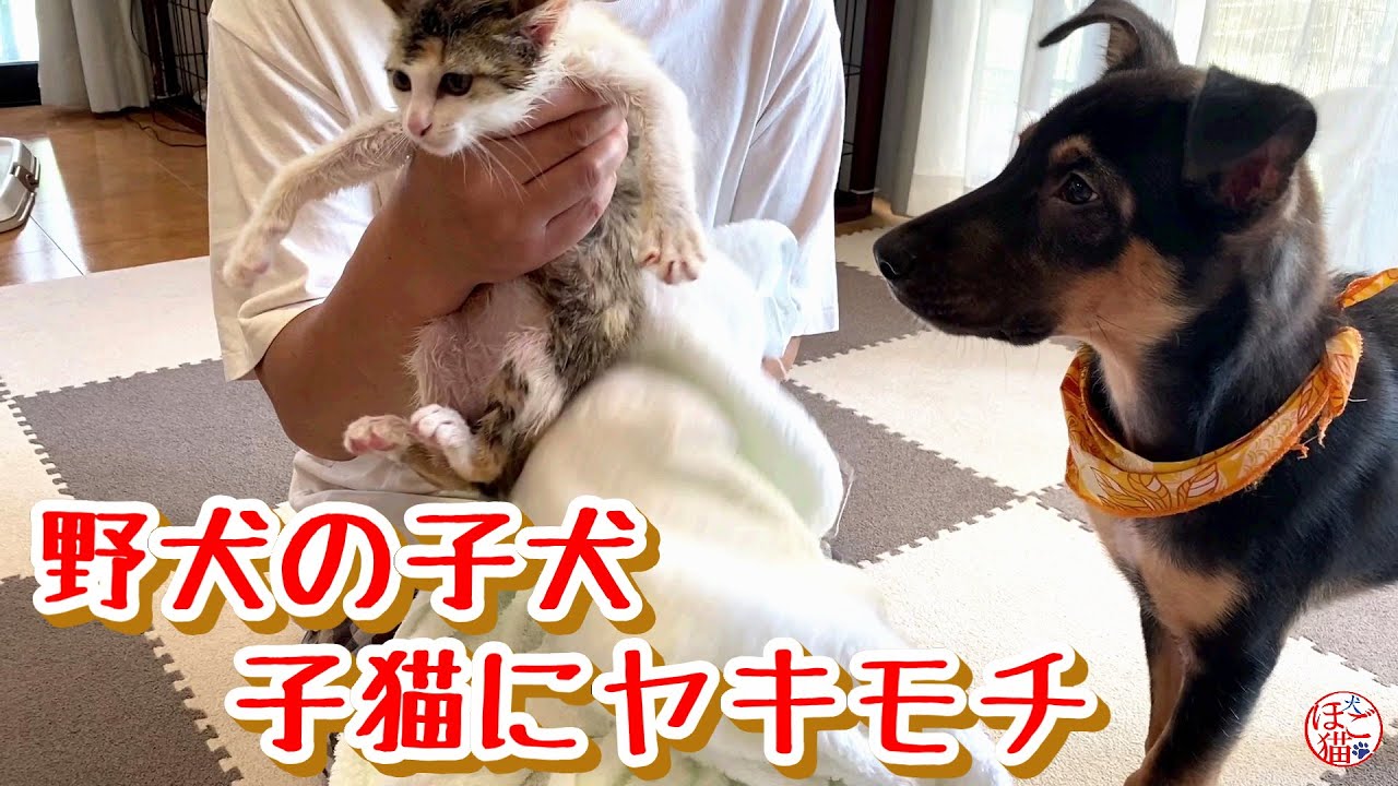 子猫 子犬 保護犬 保護猫 お名前決定 とヤキモチ大ちゃん Youtube