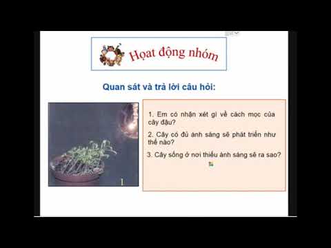 Lớp 4 - Tuần 24 - Khoa học: Ánh sáng cần cho sự sống