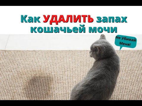 Запах метки кота