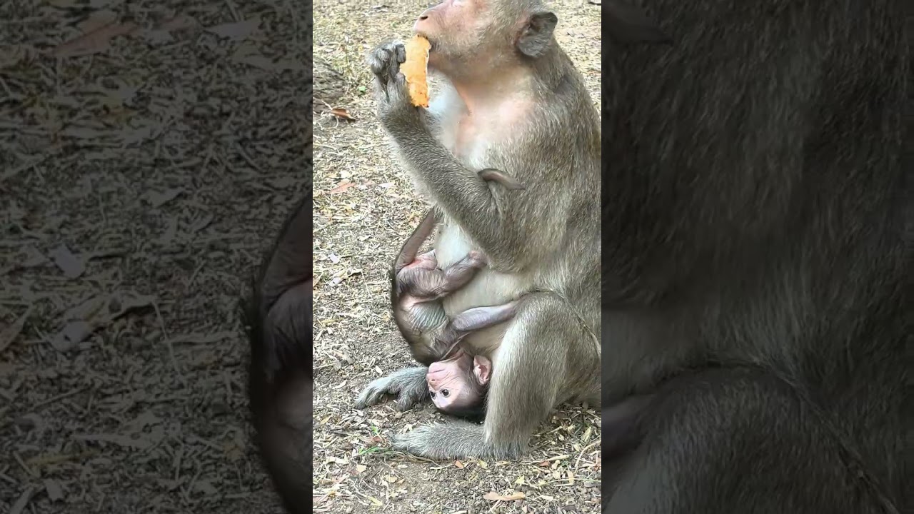 Really Sweetie adorable Baby Monkey❤️😍😘🐒 