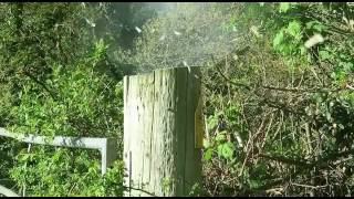 Bird scarer slow motion explosion banger bomb boom firework slow Mo
