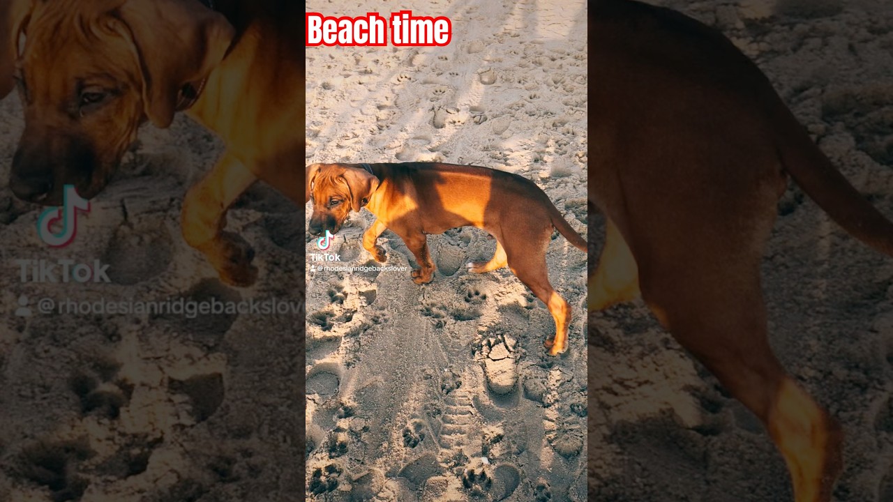 Rhodesian Ridgebacks at the beach 