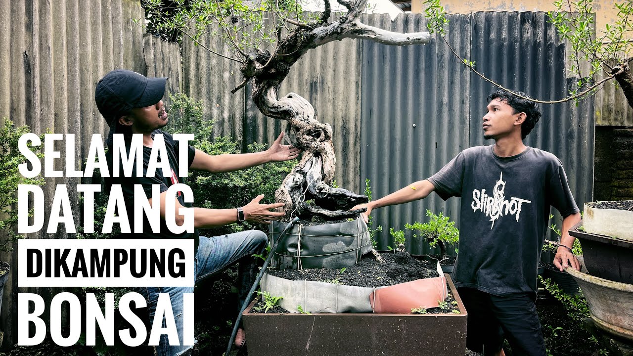 Anak Muda sukses Berjualan Bonsai#bonsai #duniabonsai #kampungbonsai #nature #gardening #santigi 