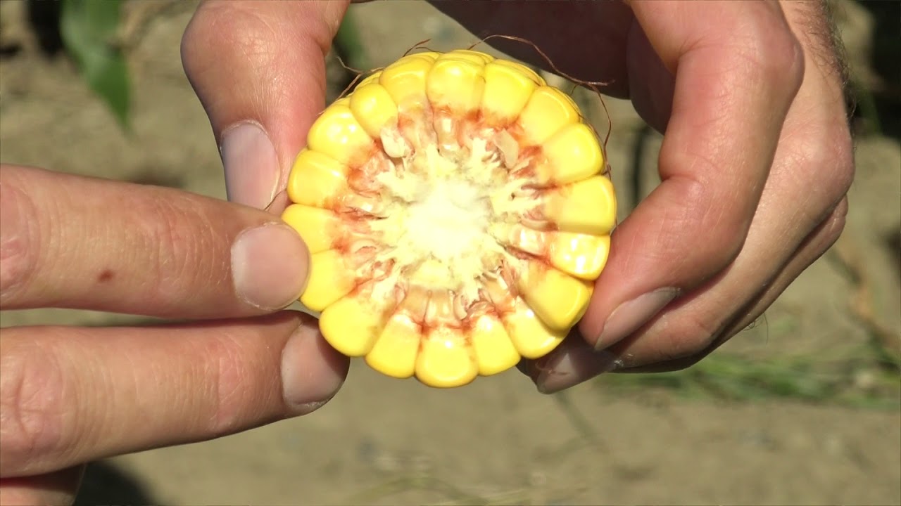 Comment évaluer la maturité du maïs