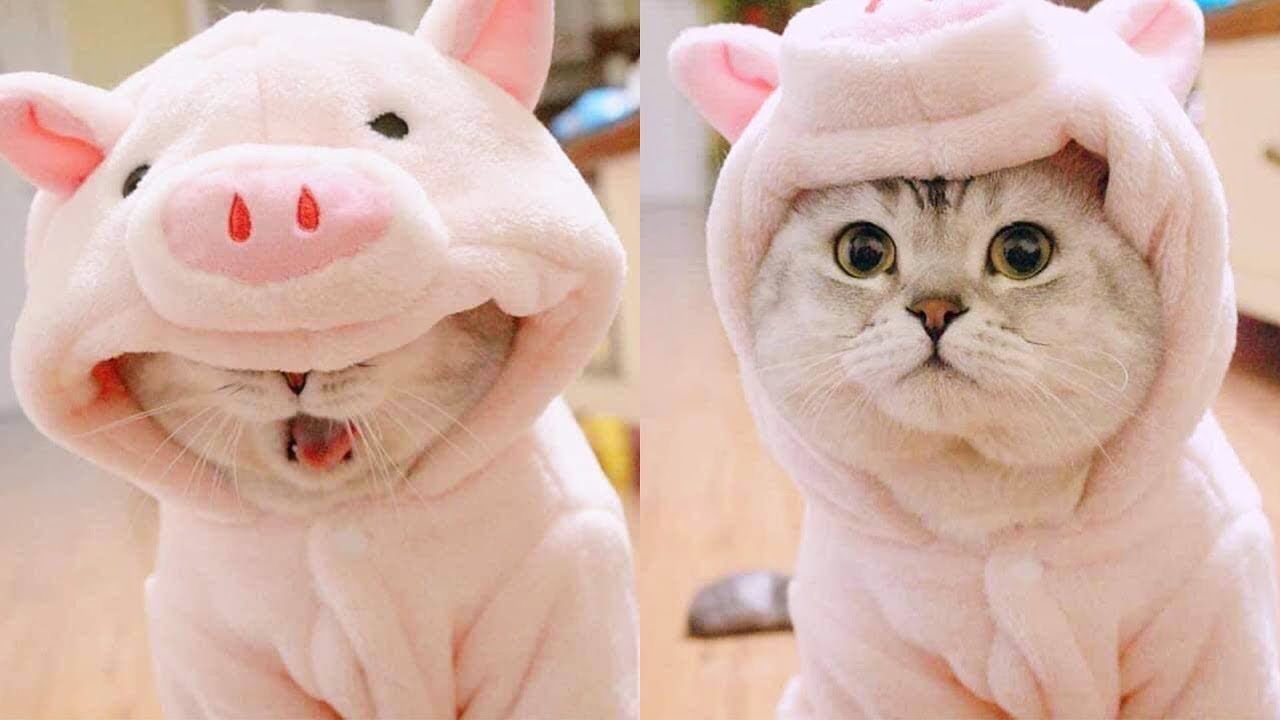 funny Cute Cats Video photography ideas ✪  