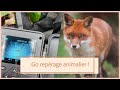 Comment faire du REPÉRAGE - Terrier de RENARD ! Vlog animalier #4
