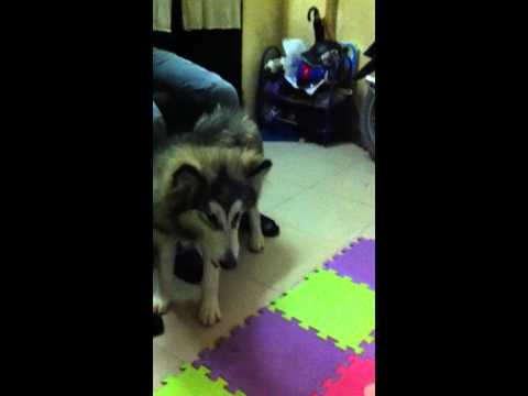 Alaska xám trắng !