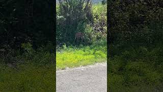 IMG 9515