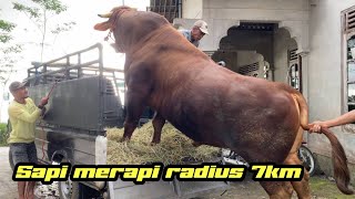 pengambilan sapi kurban super jumbo di lereng merapi radius 7km