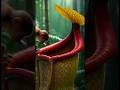 【Emotional】A Mother Monkey Risks Her Life to Save Her Baby from a Carnivorous Plant