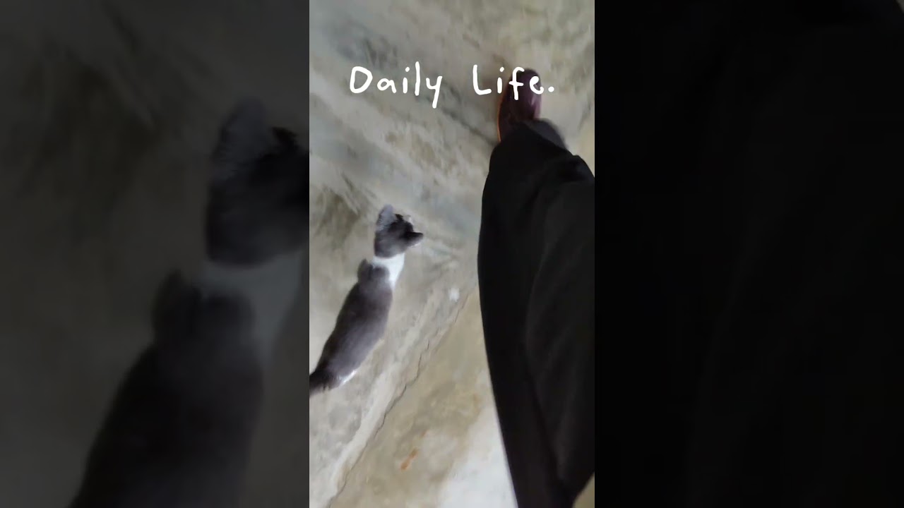 Zippy likes to follow me around💕 