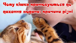 Why cats smell human breath: the reasons are different by Жива Планета 316 views 1 month ago 3 minutes, 10 seconds