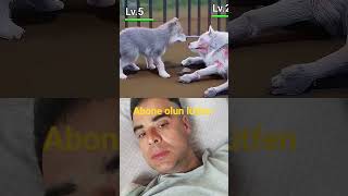 Yavru Köpek Annesini Kurtarıyor Şfetedüş