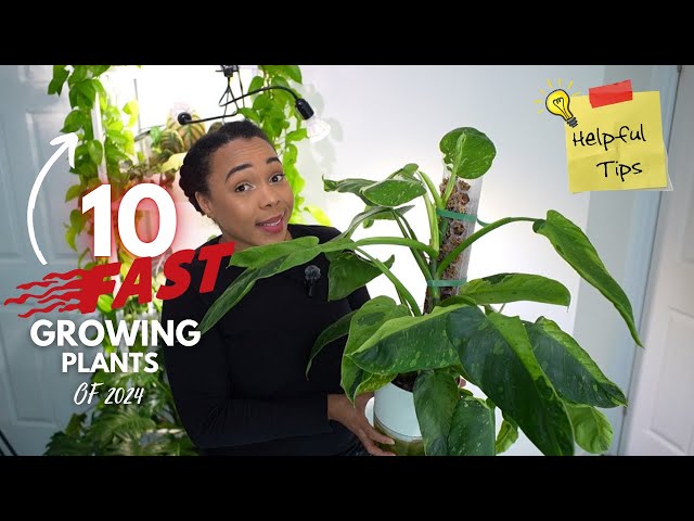 10 of my FASTEST growing plants & TIPS to speed up growth - YouTube