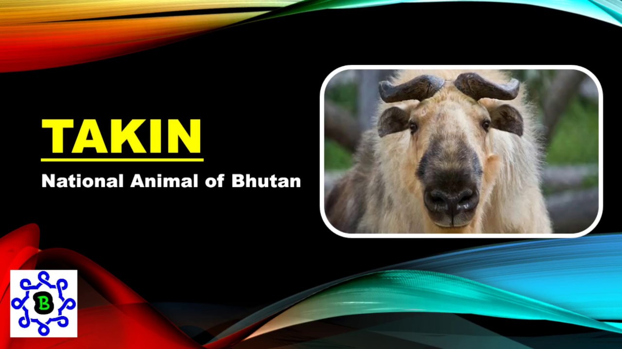 Takin, National Animal of Bhutan | 5 amazing facts |