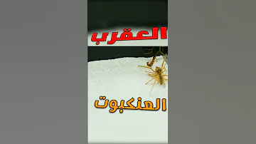 العقرب في مواجهة عنكبوت الجمل فمن سيفوز العقرب العنكبوت 