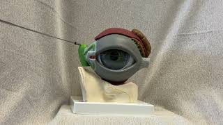 Lacrimal Apparatus and Anterior Eye Structures