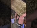 Hay is for horses, not Savages!