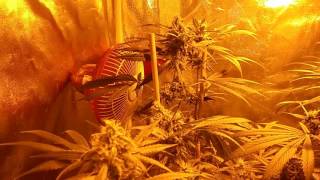 Update season 2. Day 46 /52 of flower. #GROWERSLOVE