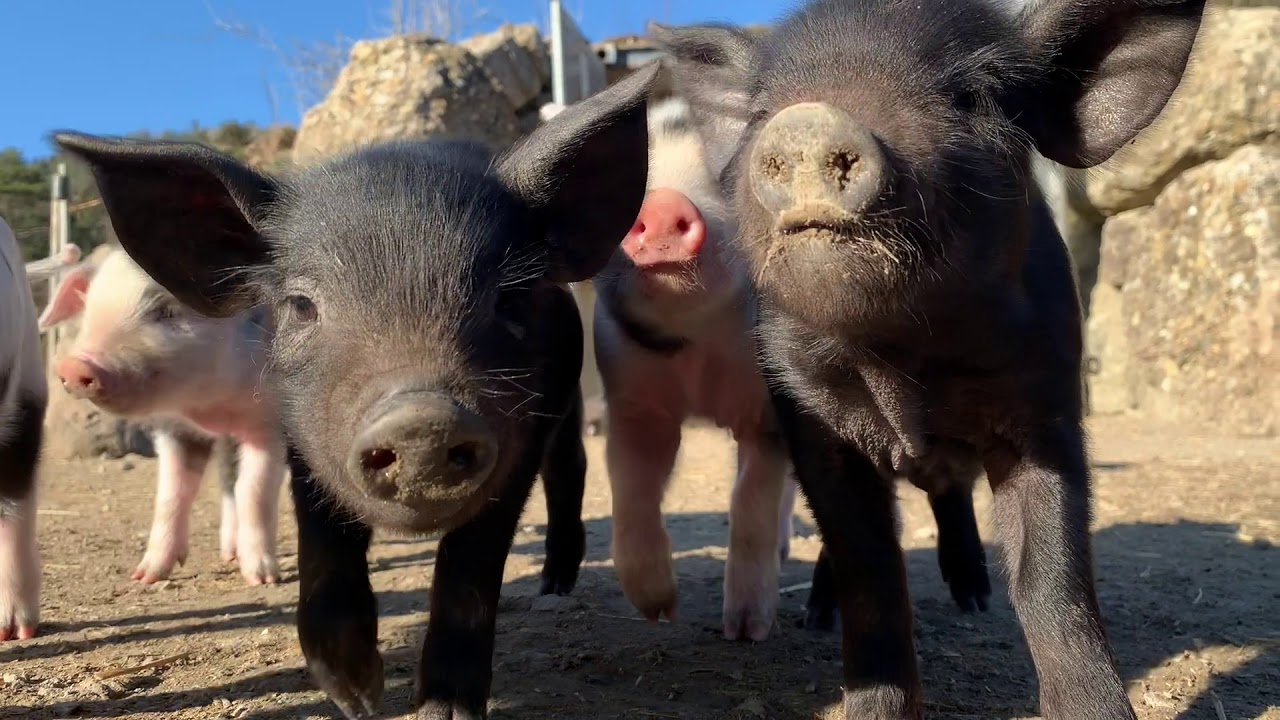 Junge Schwarze Alpenschweine im Natur- und Tierpark Goldau