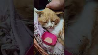 Nessuno si prendeva cura di lui 💔