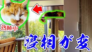 キャットタワーの上で熟睡する寝相が変な三毛猫