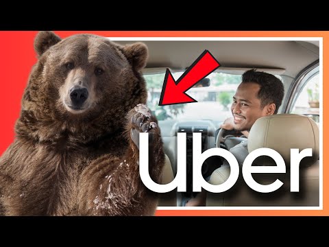 Did This Bear Just Order An UBER? 😂