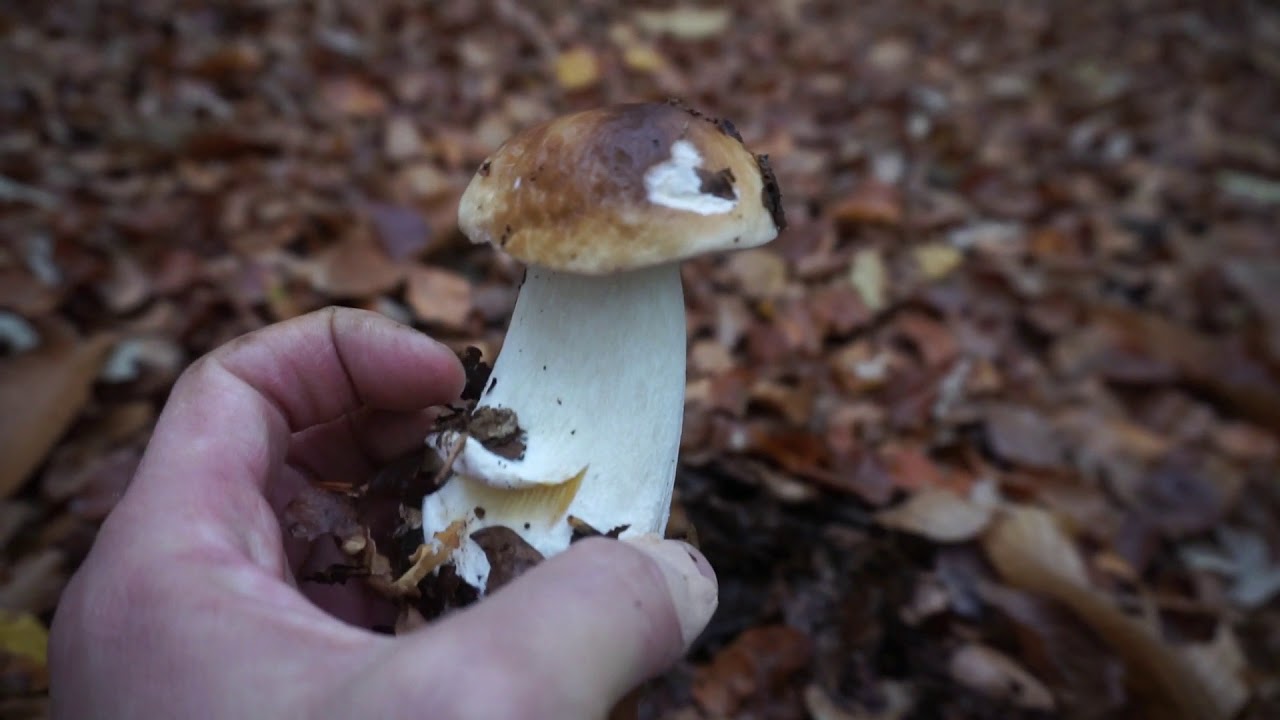FUNGHI PORCINI NOVEMBRE 2019 Il posto che non mi tradisce mai. 