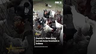Indiana deputy rounds up loose livestock after roadway call