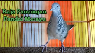 Perkutut lokal gacor || Perkutut raja Hutan