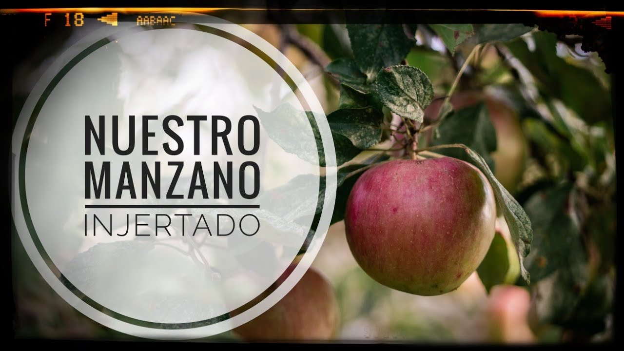 Primer injerto de manzano 🍏 (31/05/2013) Método INJERTO INGLÉS 💪💪