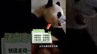 How was Fu Bao's performance during the quarantine period? #panda #fubao #푸바오