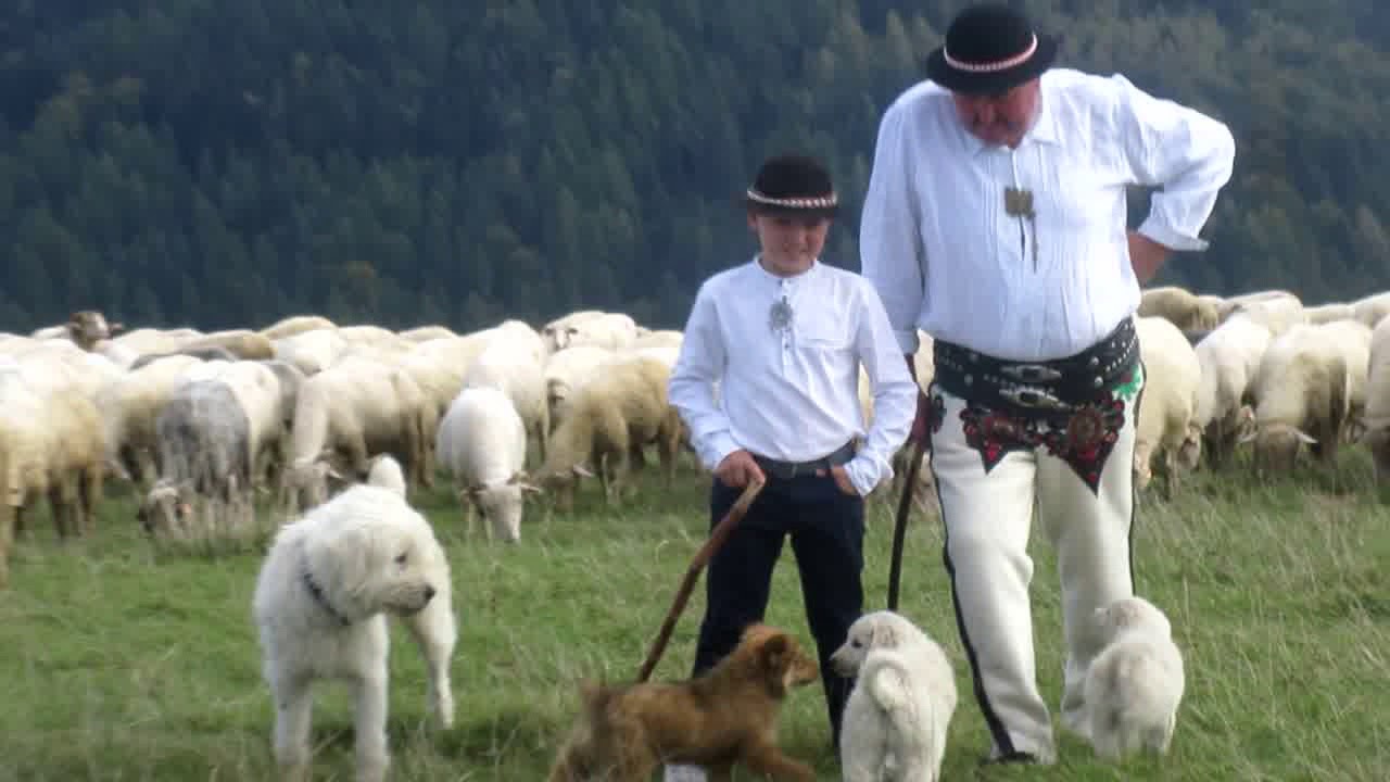 STANEK49  OWCE 2018.09.28.HALA WOJKOWA