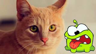 Om Nom Stories Seasons 1-8 - ALL EPISODES 🔴 LIVE  😄 Cut the Rope 📺 Cartoons for Kids