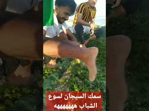 سمك السيجان القراص لسوع الشباب هههههههه  