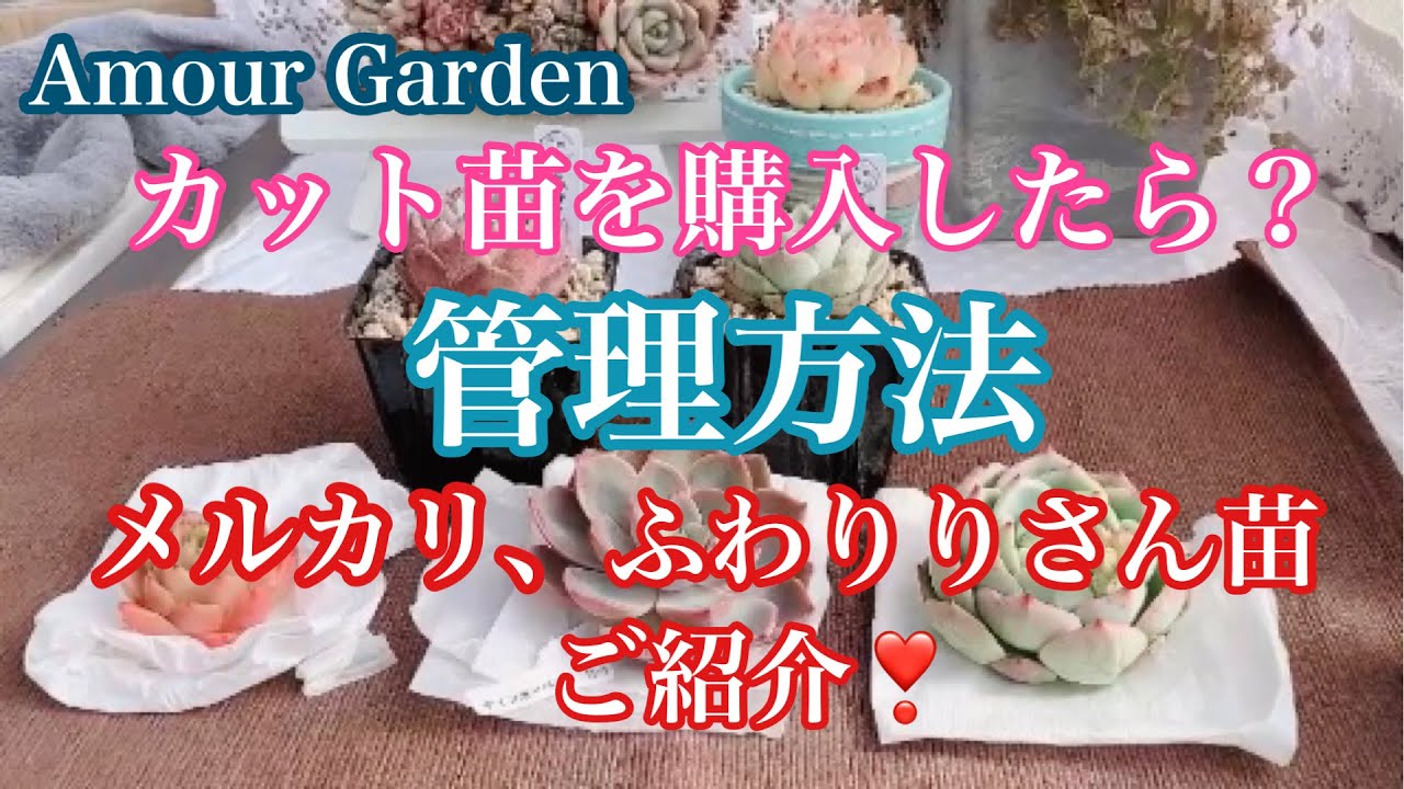 多肉植物】カット苗を購入したら❓管理方法❗️メルカリ、ふわりりさん