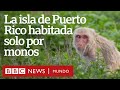 Cayo Santiago, la isla-laboratorio de Puerto Rico habitada solo por monos