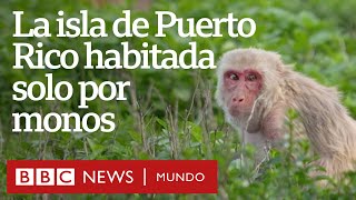 Cayo Santiago, la isla-laboratorio de Puerto Rico habitada solo por monos