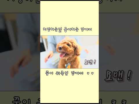 [풀버전 고정댓글] 목걸이에 환장하는 강아지!ㅋㅋㅋ #shorts