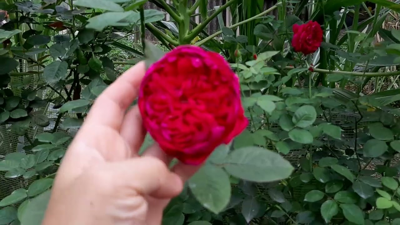 Tổng Hợp các giống hồng ngoại khỏe, đẹp