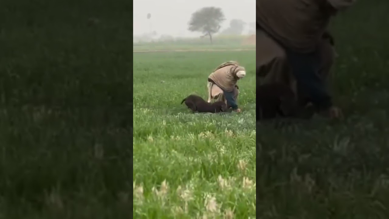 Hunting Quail with German pointer&& batair Ka Shikar neating Pakistan 2024 