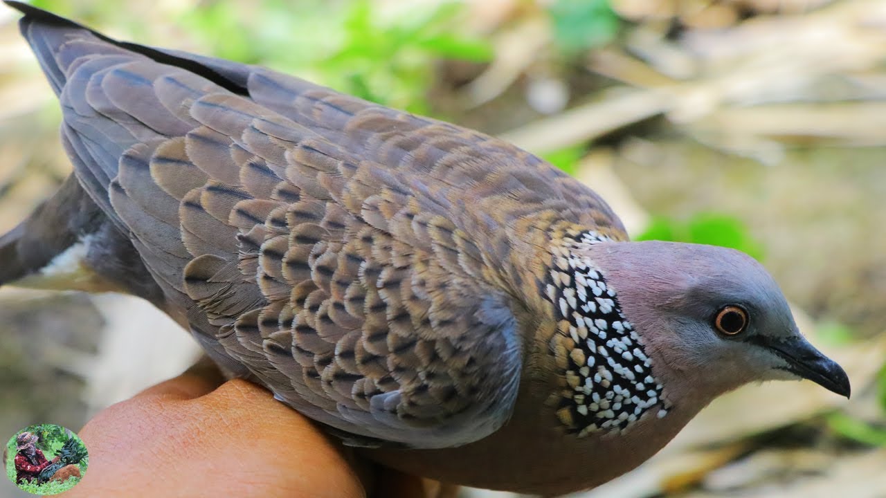 សកម្មភាពទៅយកលលកព្រៃដែលល្អ