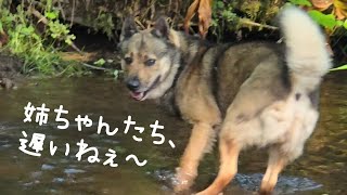 私のそばで、ミメ＆シーバ姉ちゃんを待つ大雪～いつもと逆パターンだね😄