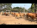 Kabinburi Cattle 